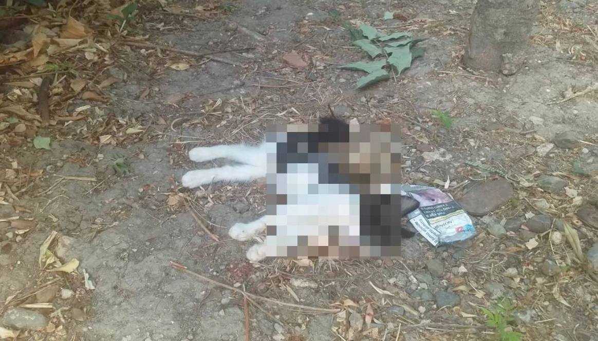 gatti-piazza-pitagora