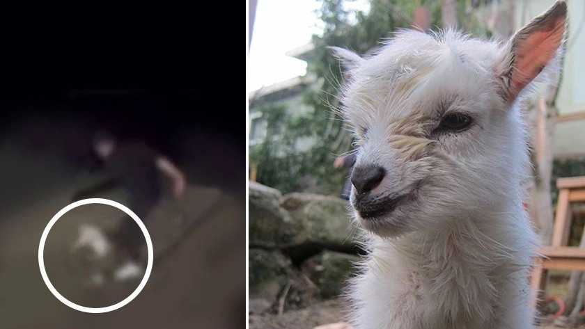 3729183207058109749121048743687362478693749n