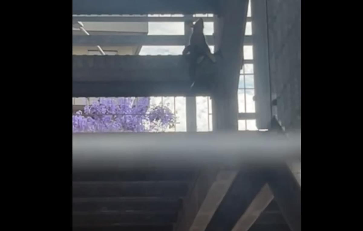 Immagine-2023-08-03-175550