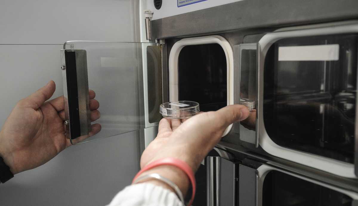 Inseminazione-artificiale