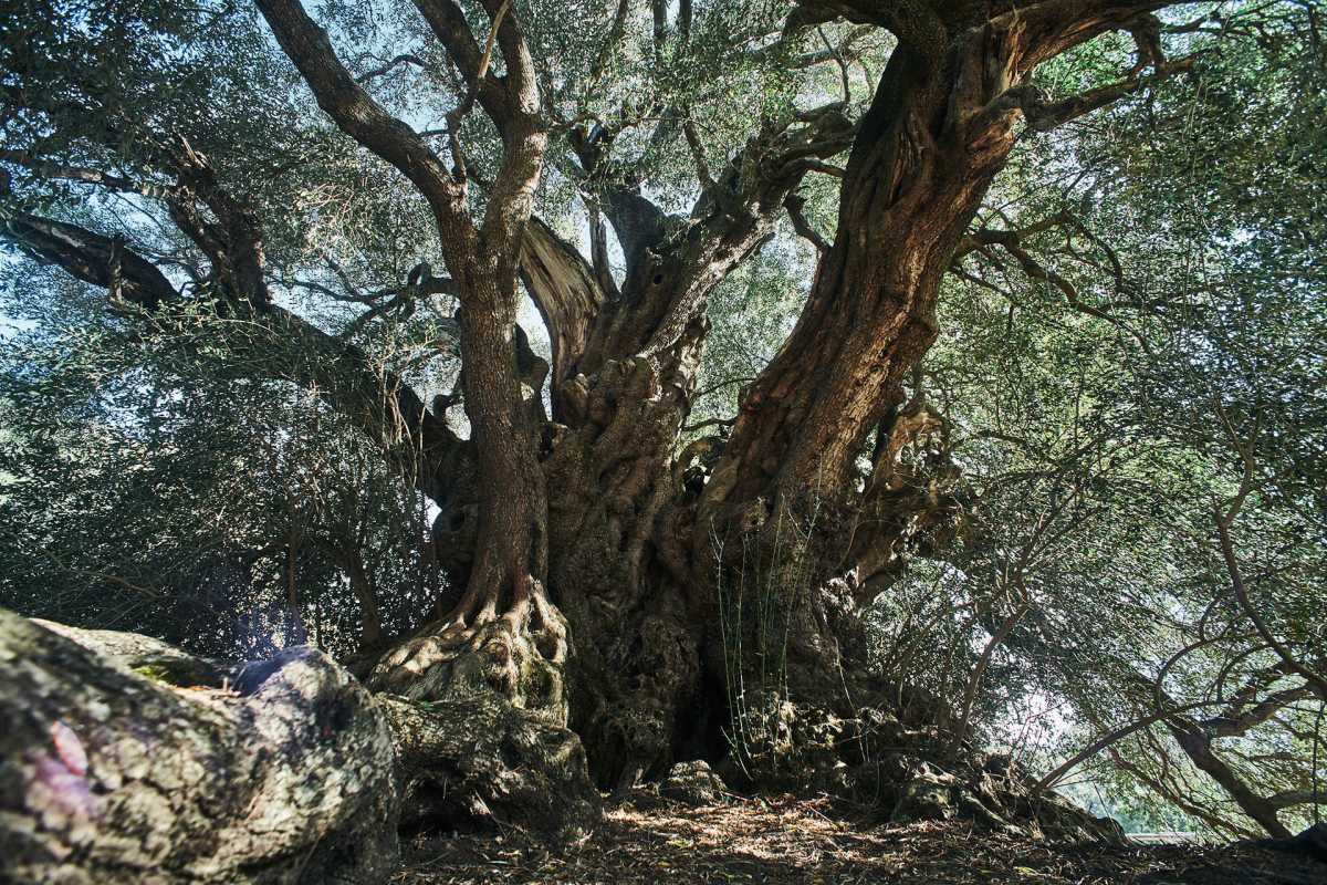 Olivastro-millenario-Luras