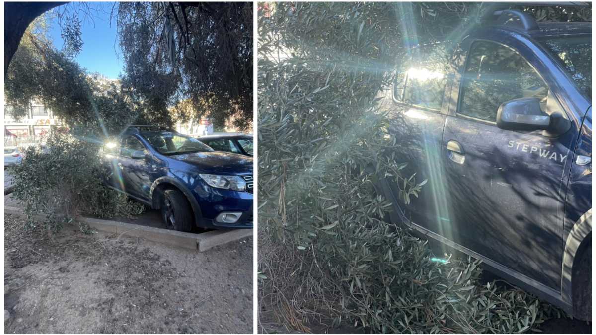 Albero-crolla-su-unauto