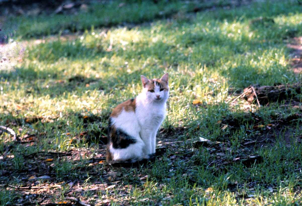 Un-gatto-foto-simbolo