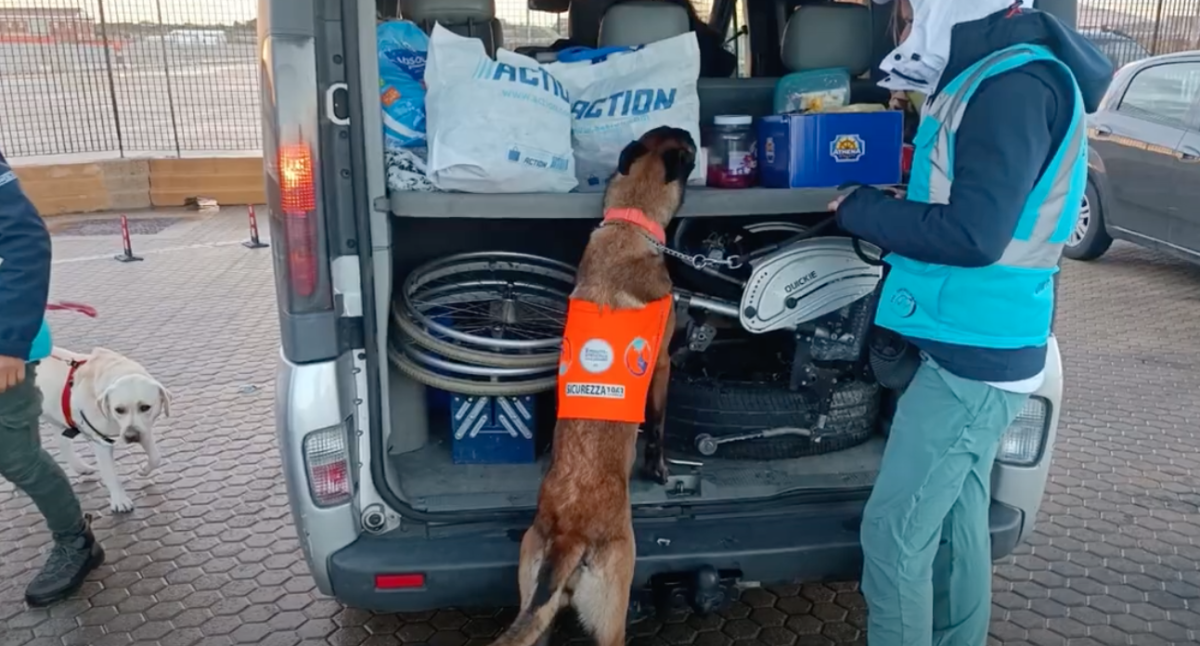 controlli-peste-suina