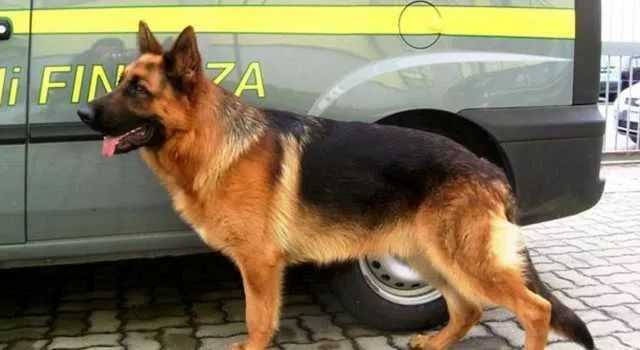 Cane-guardia-di-finanza