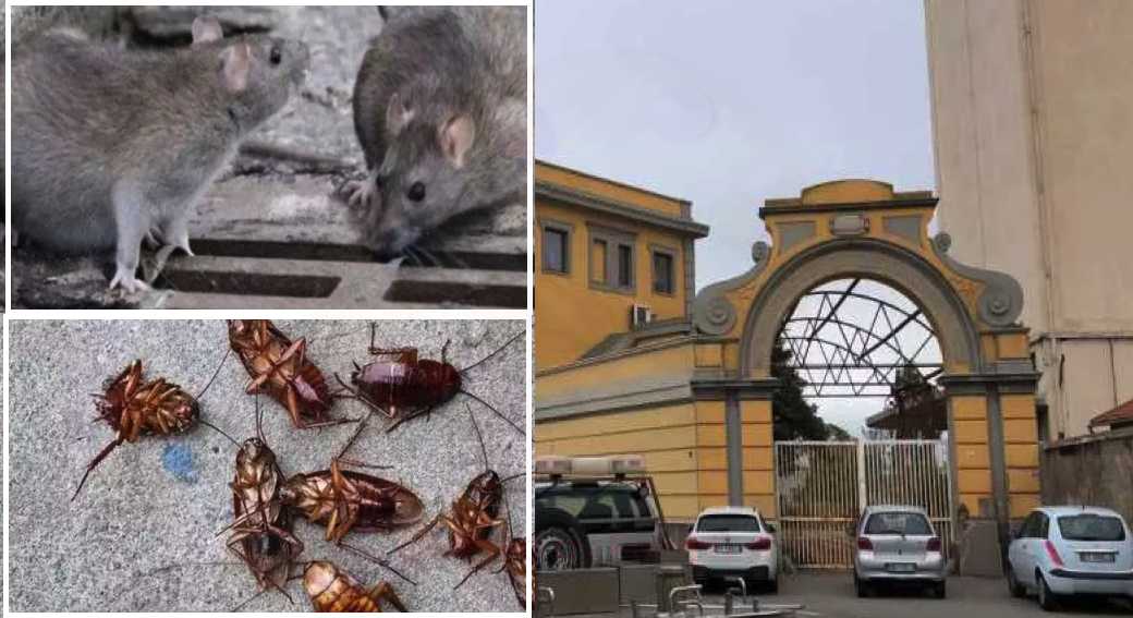 RATTI-E-BLATTE-A-CAGLIARI