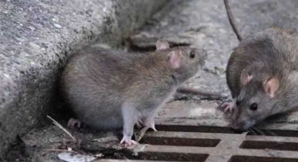 ratti-a-scuola-disinfestazione-