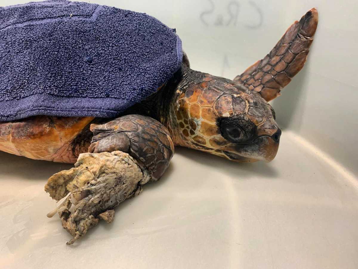 CARETTA-CARETTA-FERITA-