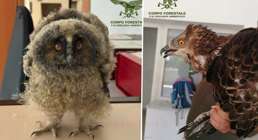 RAPACI-IN-DIFFICOLTA