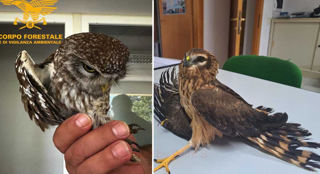 Gufo Cucciolo gufo-cucciolo