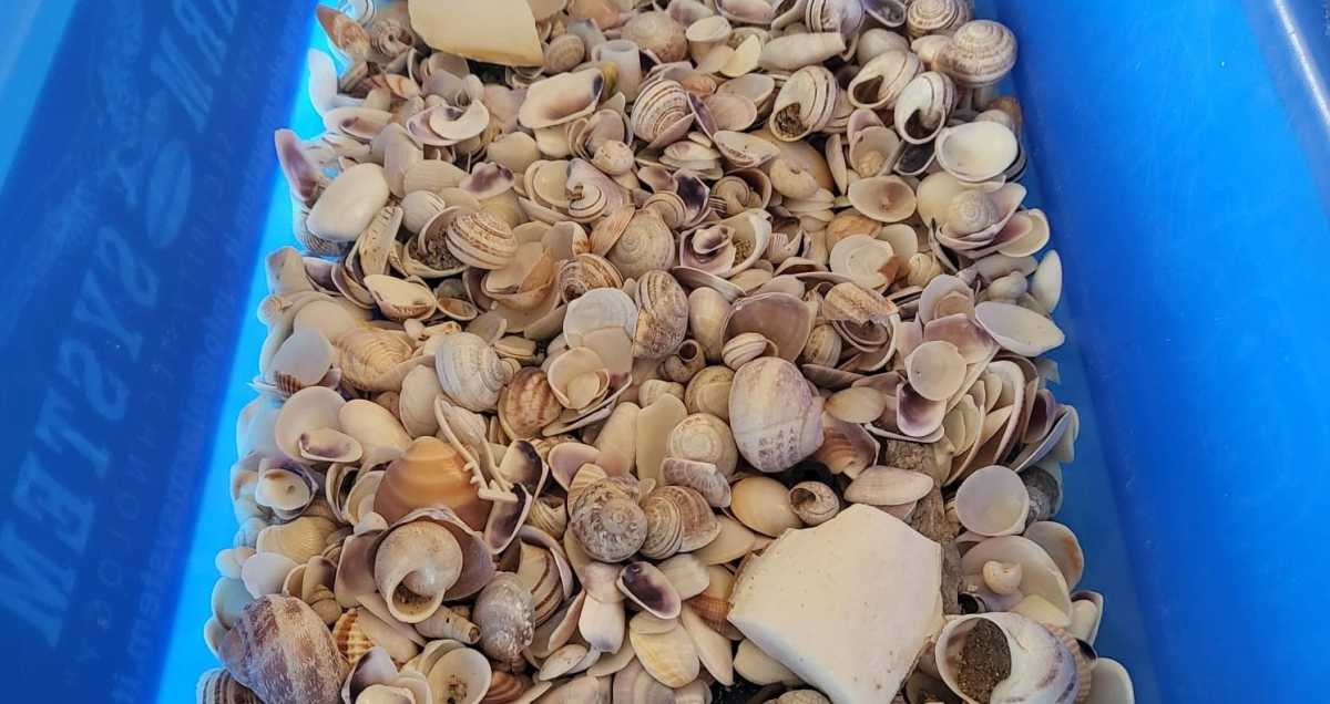 conchiglie-sequestrate-il-23-07