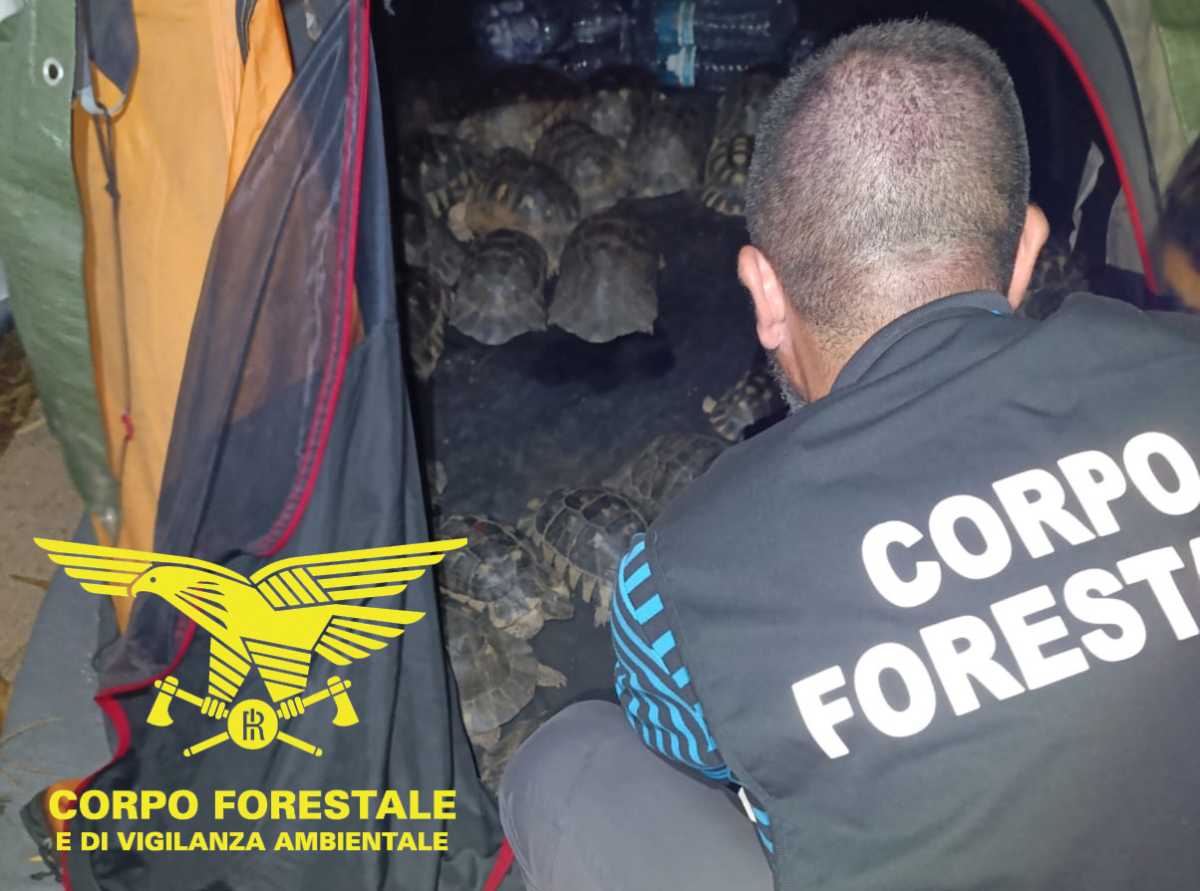 corpo-forestale-tartarughe