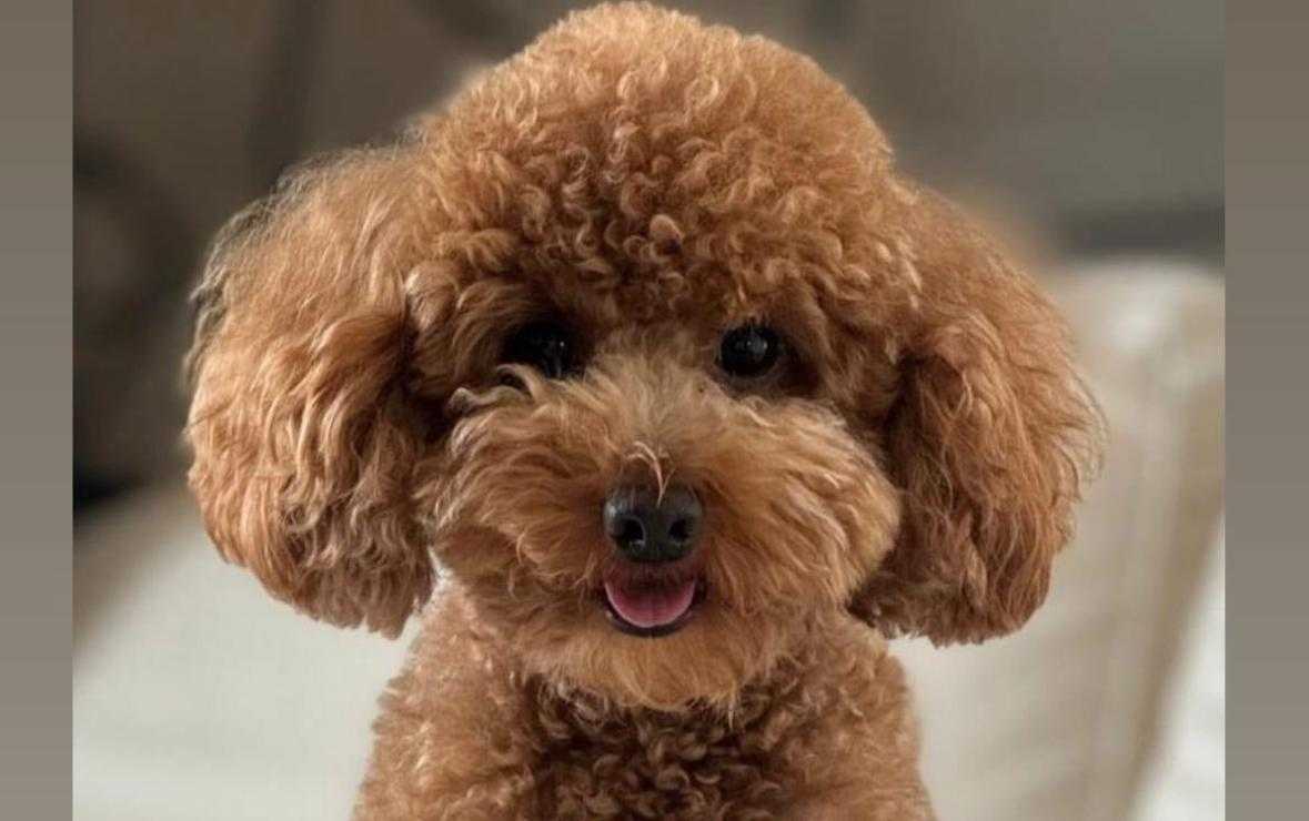 BARBONCINO-SCOMPARSO