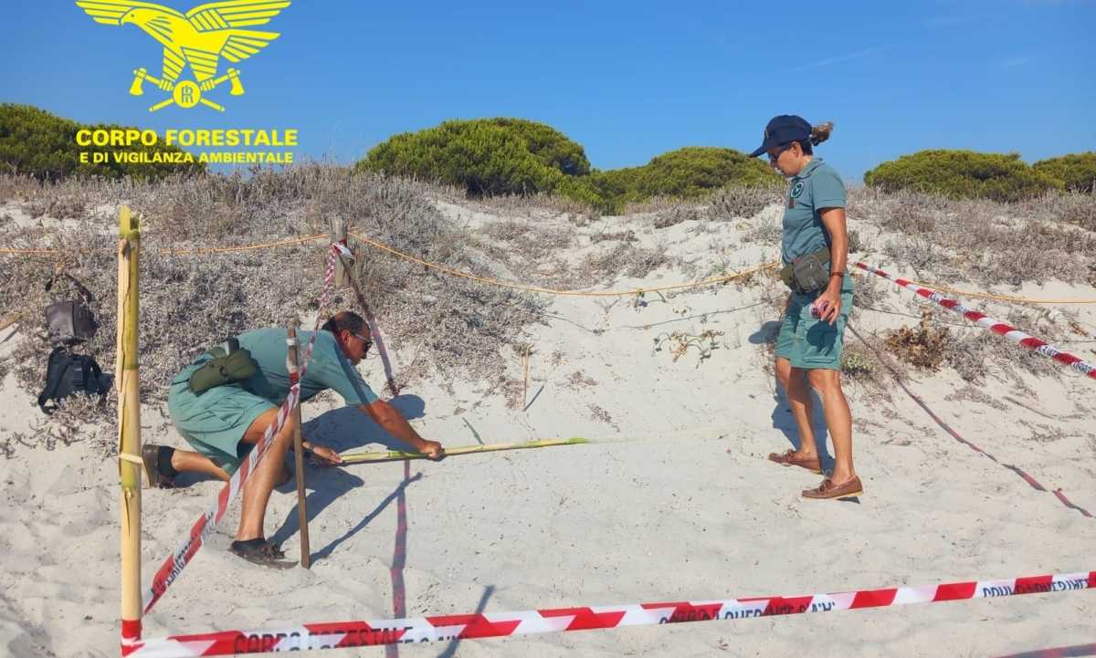 CARETTA-CARETTA-NIDO-