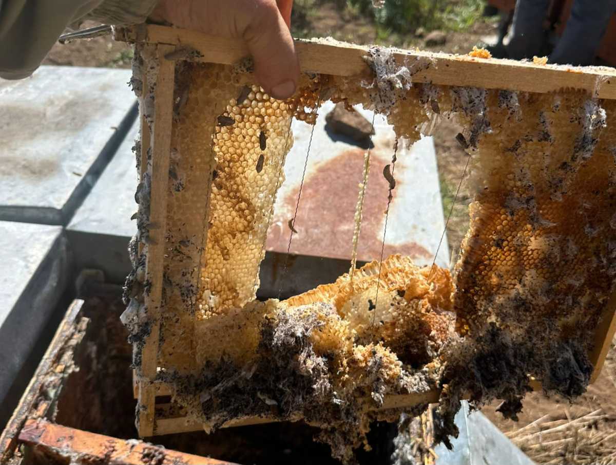 IMG 20240620 WA00121 IMG-20240620-WA00121