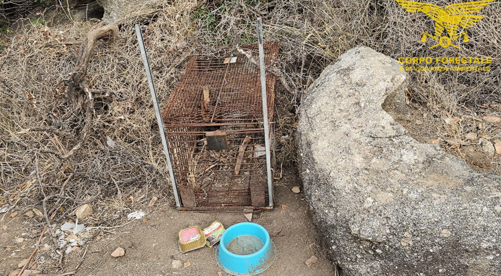 corpo-forestale-gabbia