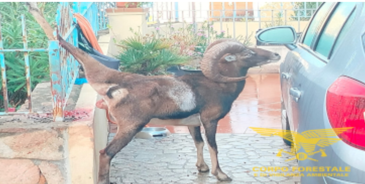 muflone-ferito-arbatax