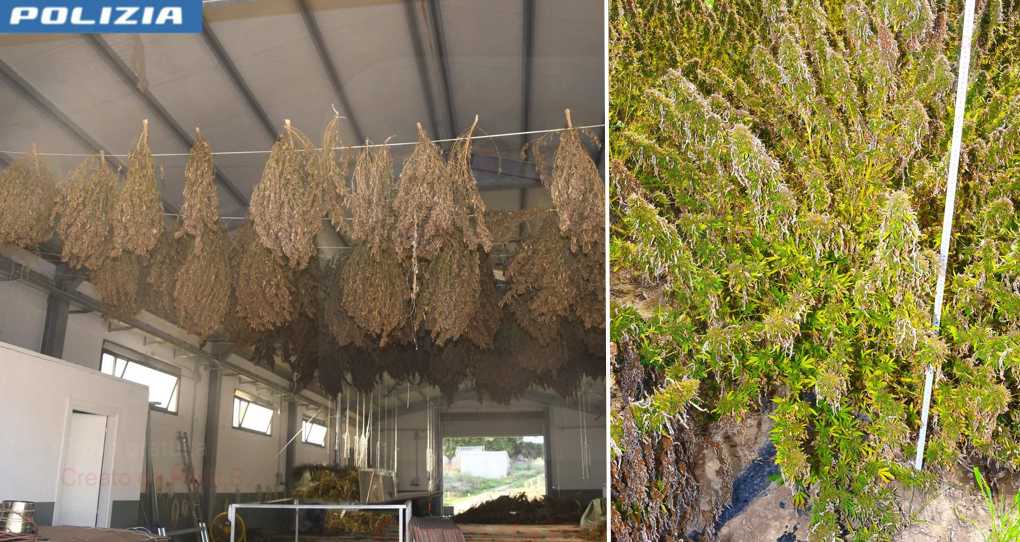 coltivazioni-cannabis