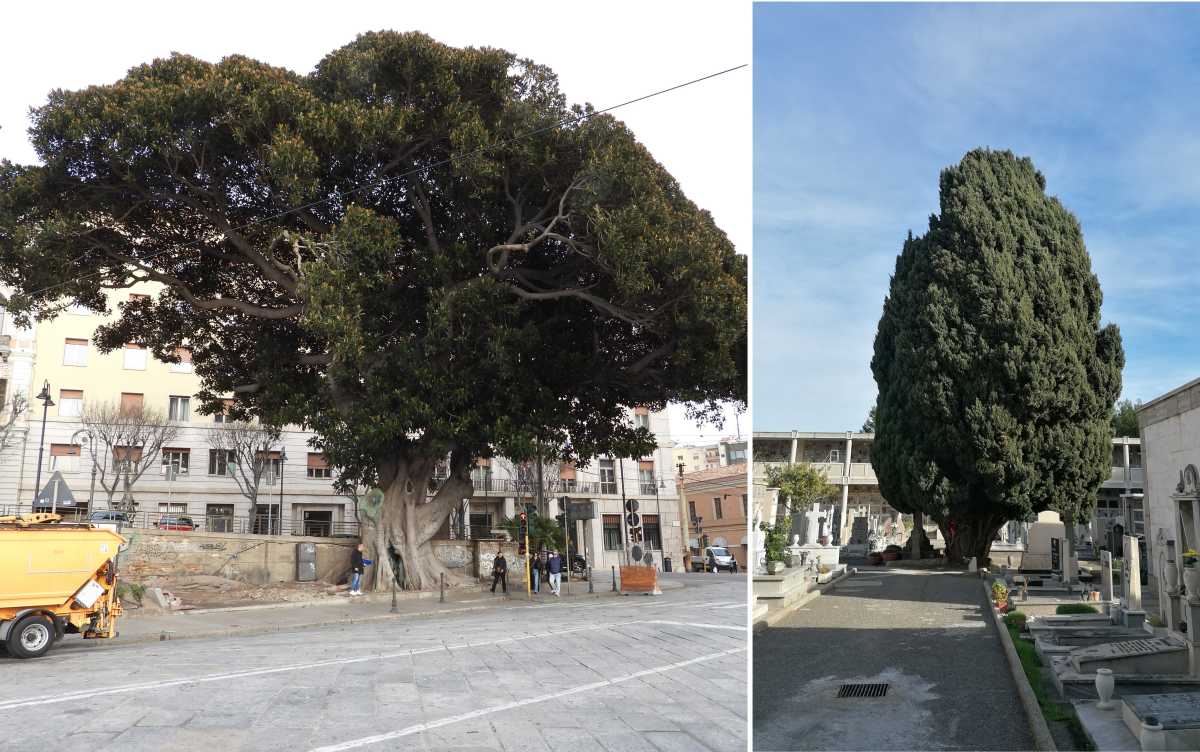Alberi-Cagliari