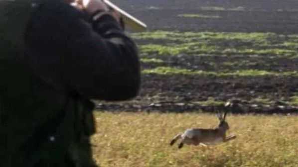 caccia-lepre