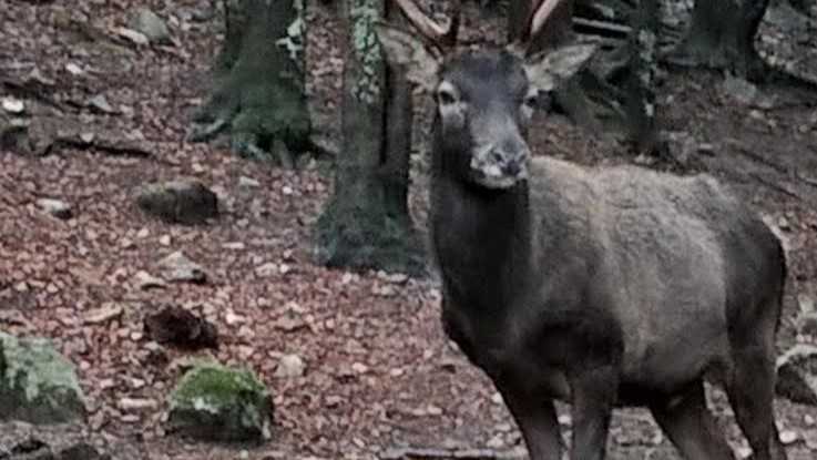 Cervo Sardo Sardegna In Pericolo cervo-sardo-sardegna-in-pericolo