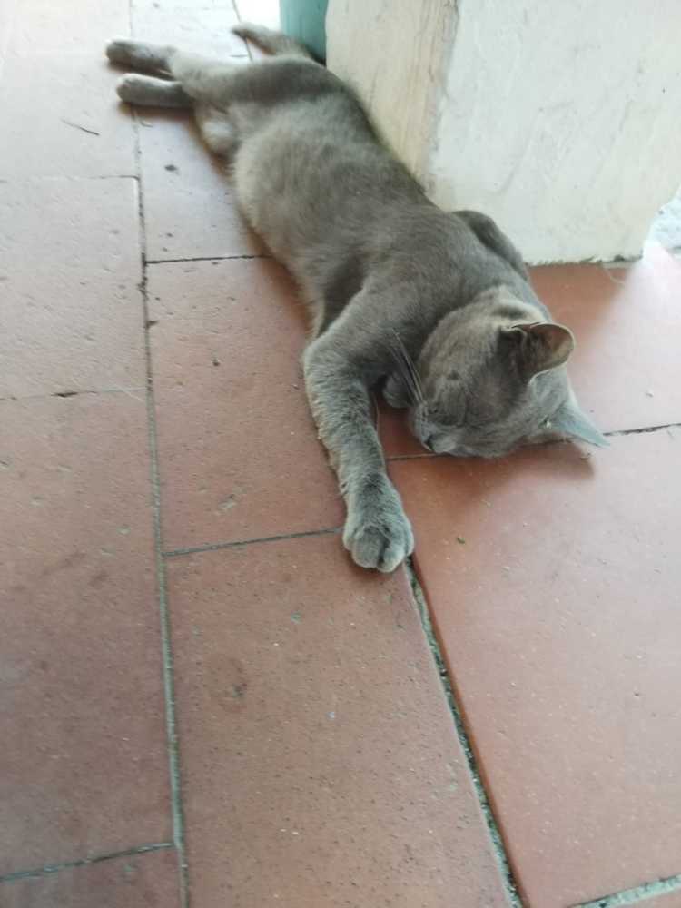 Micio-foto-estate-2023