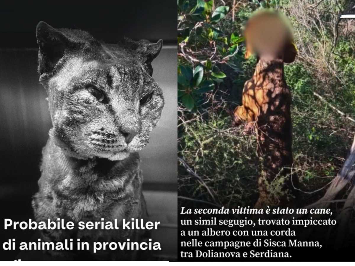 TIGRO-GATTO-UCCISO-E-SEGNALAZIONI