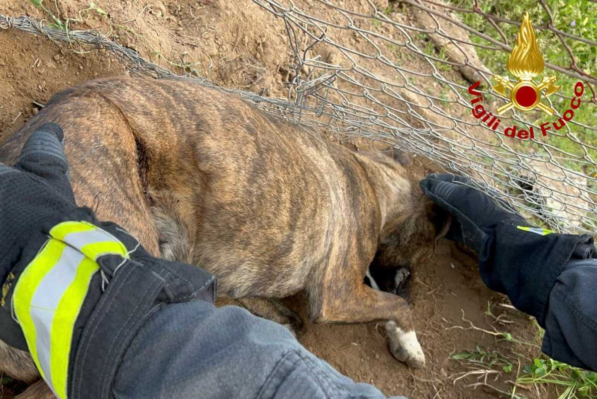 cane-incastrato-assemini