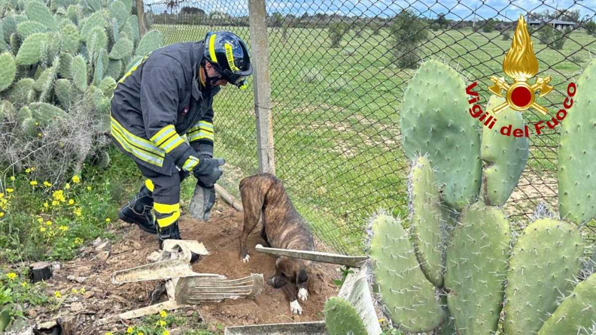cane-intrappolato