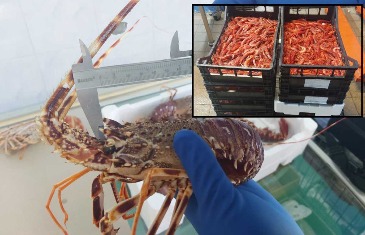 Sequestro-gamberoni-