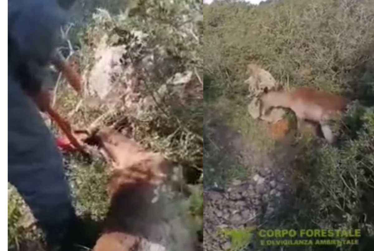 daino-in-difficolta