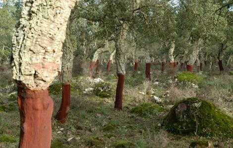 sughereta-nella-giara