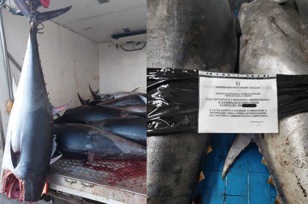 sequestro-tonno-rosso