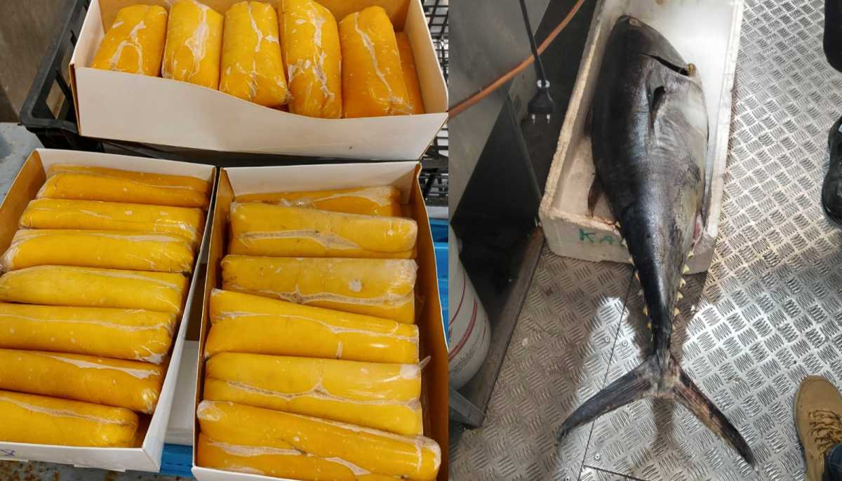 tonno-senza-tracciabilita