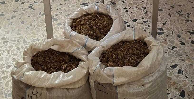 Marijuana-ovile-Sanluri