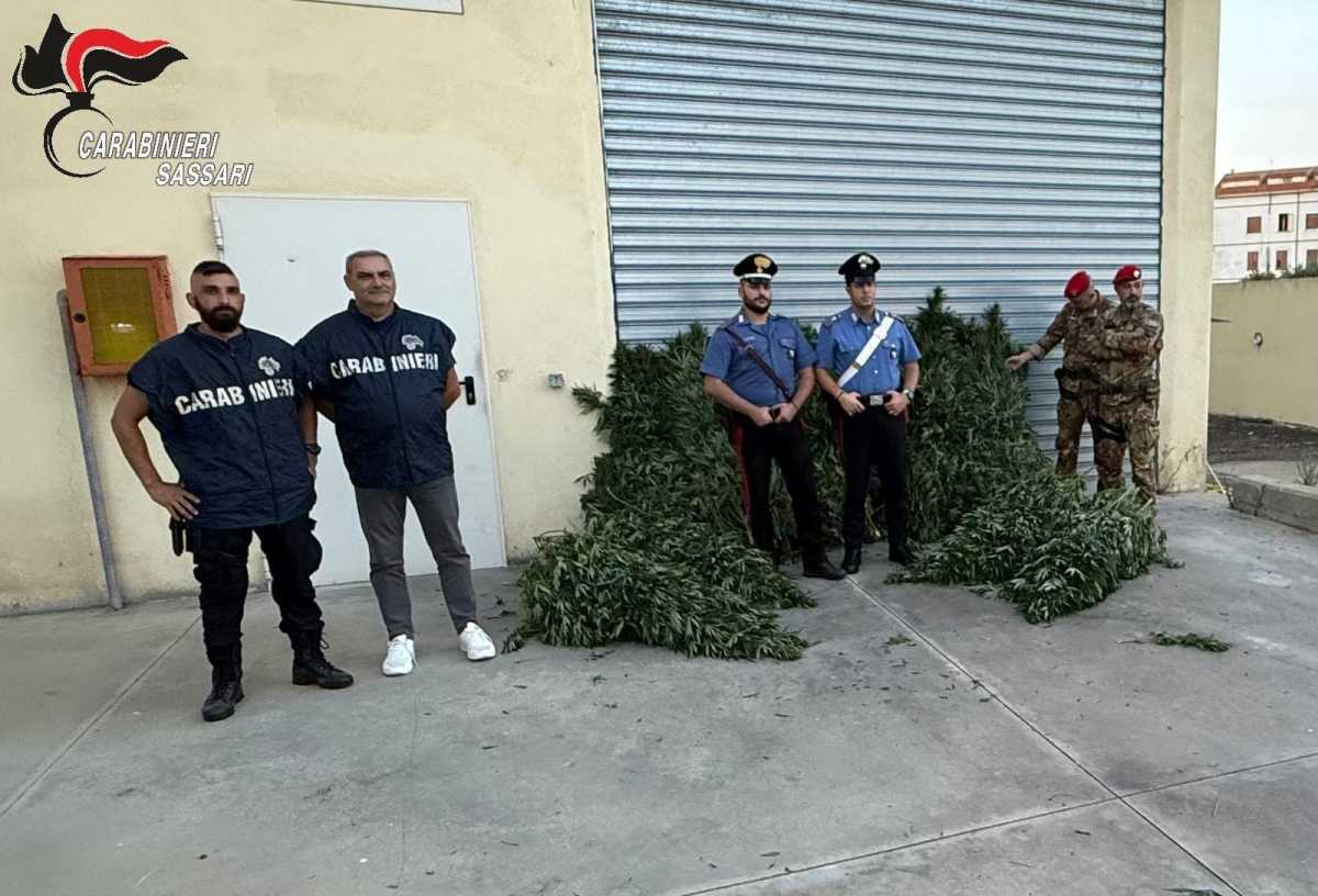 Piantagione-Cannabis-Bottidda