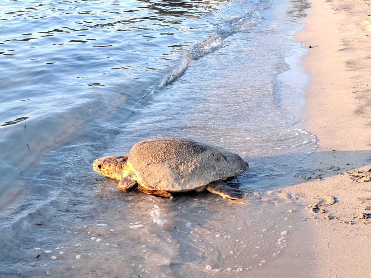 tartaruga-maladroxia