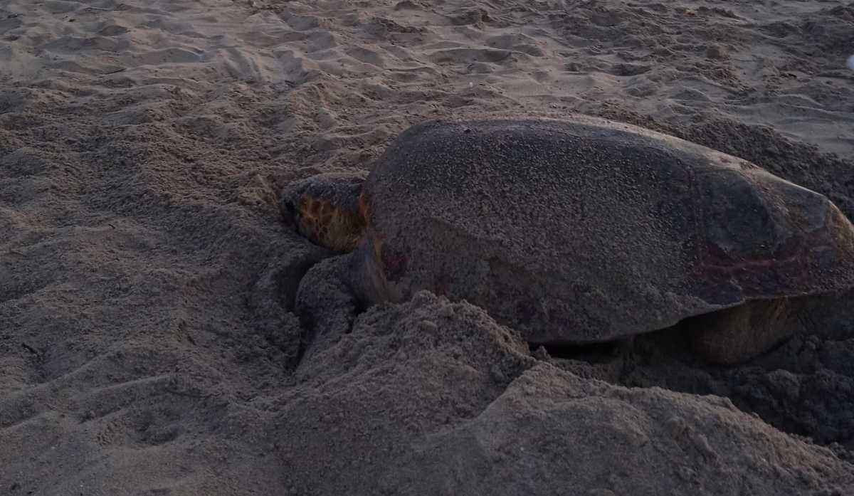 tartaruga-spiaggia-maladroxia