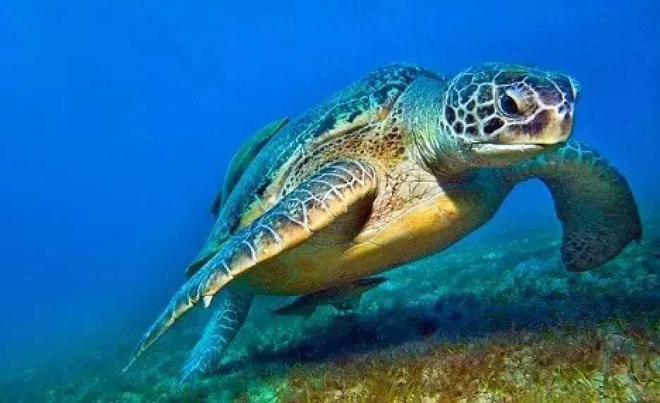 Caretta-caretta
