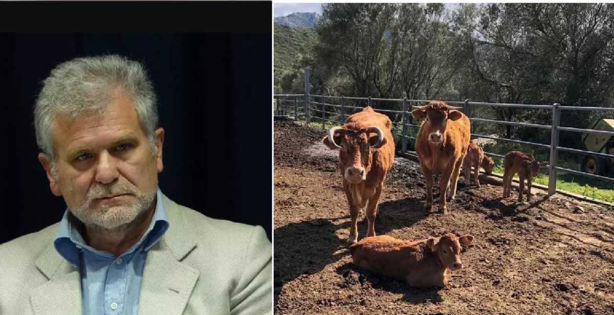 Dermatite Bovina Bartolazzi Dermatite-bovina-bartolazzi