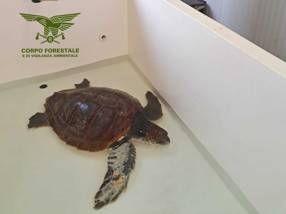 Caretta Caretta caretta-caretta