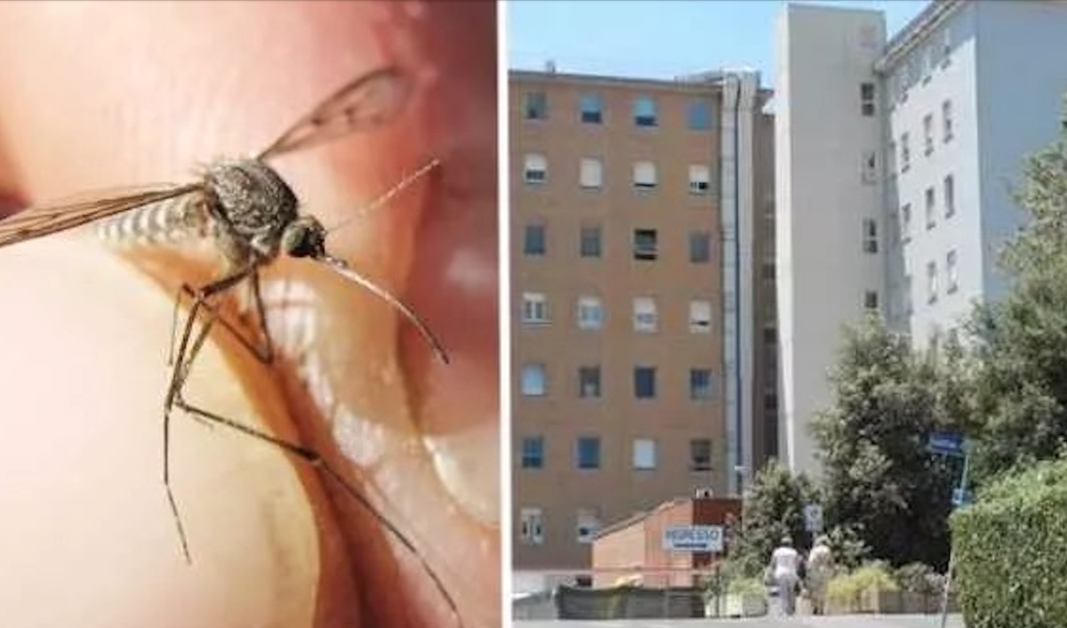 febbre-del-nilo-san-martino-oristano