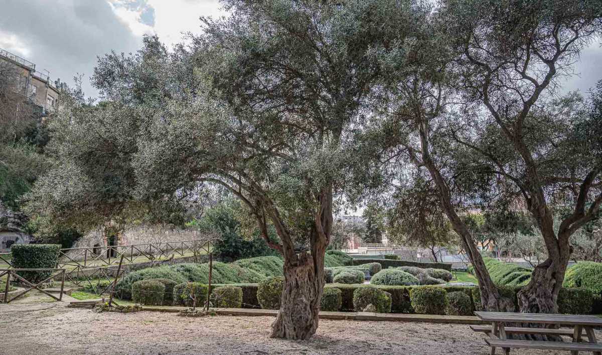 orto-cappuccini-albero