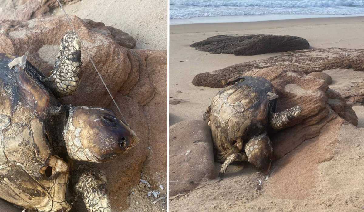 Piscinas Caretta 1 piscinas-caretta-1