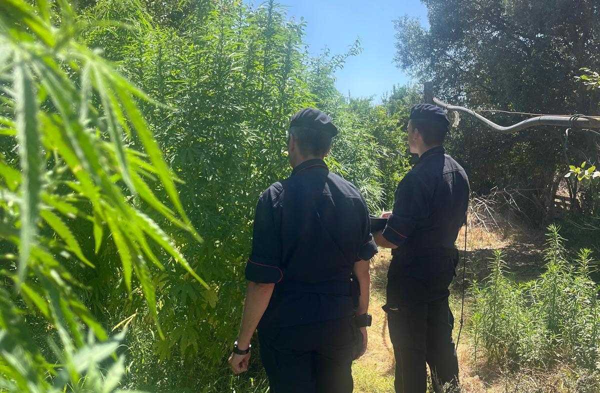 samassi-controllo-antidroga