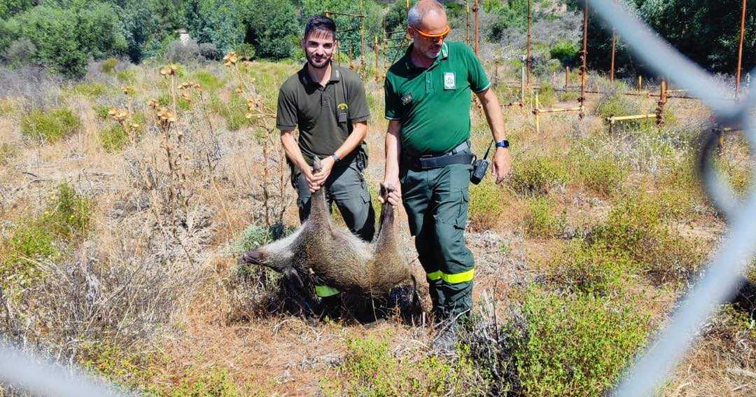 cinghiali-salvati