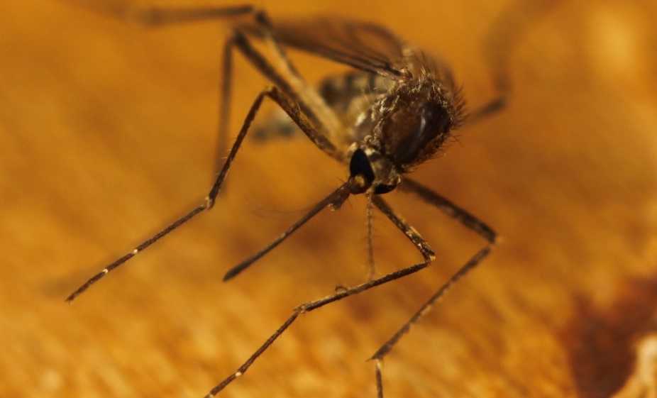 west-nile-virus-zanzara