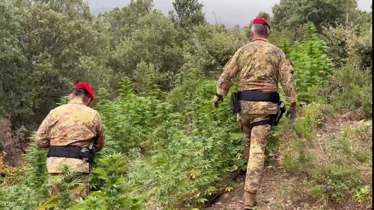 DESULO-SCOPERTA-PIANTAGIONE-DI-CANNABIS--ARRESTATO-GIOVANE-DEL-POSTO