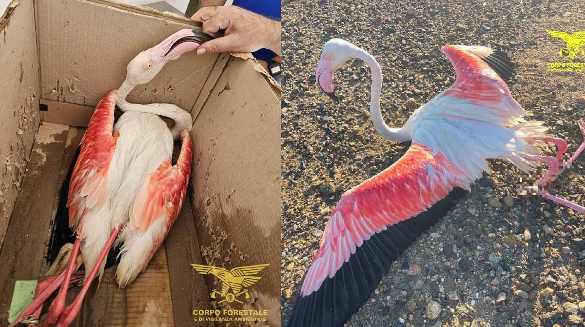 fenicottero-salvato