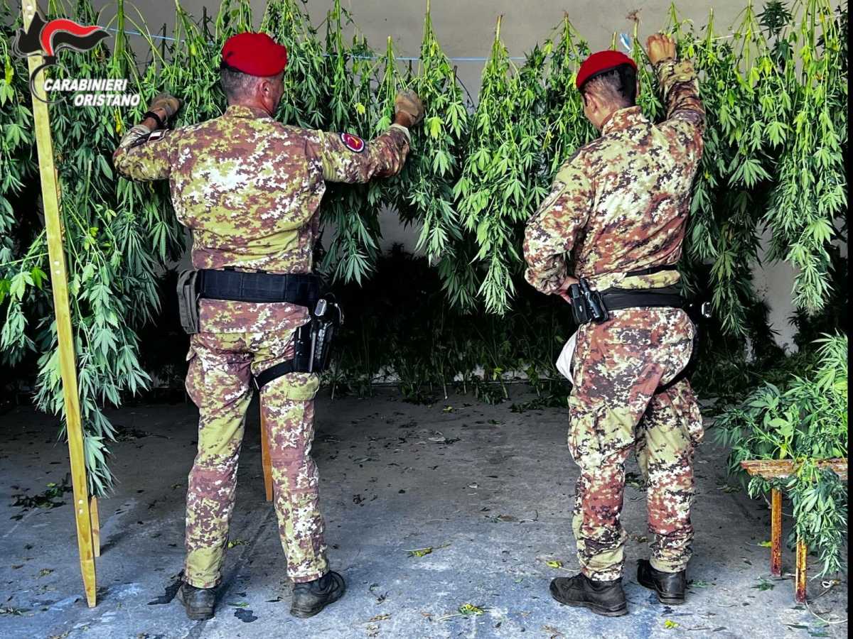 ghilarza-piantagione-